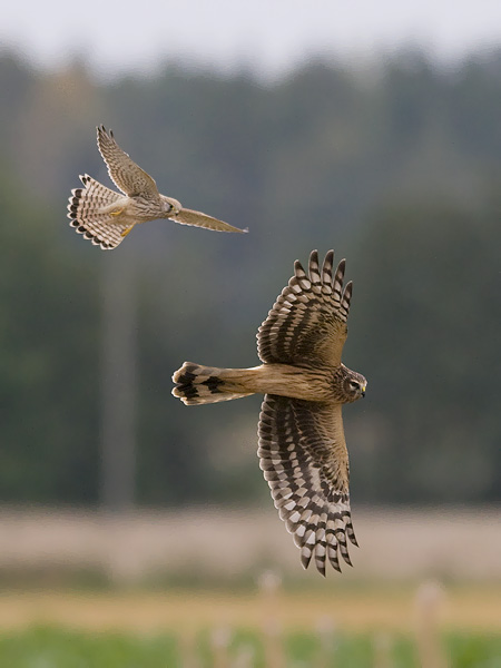 Sinisuohaukka, Northern Harrier, Circus cyaneus